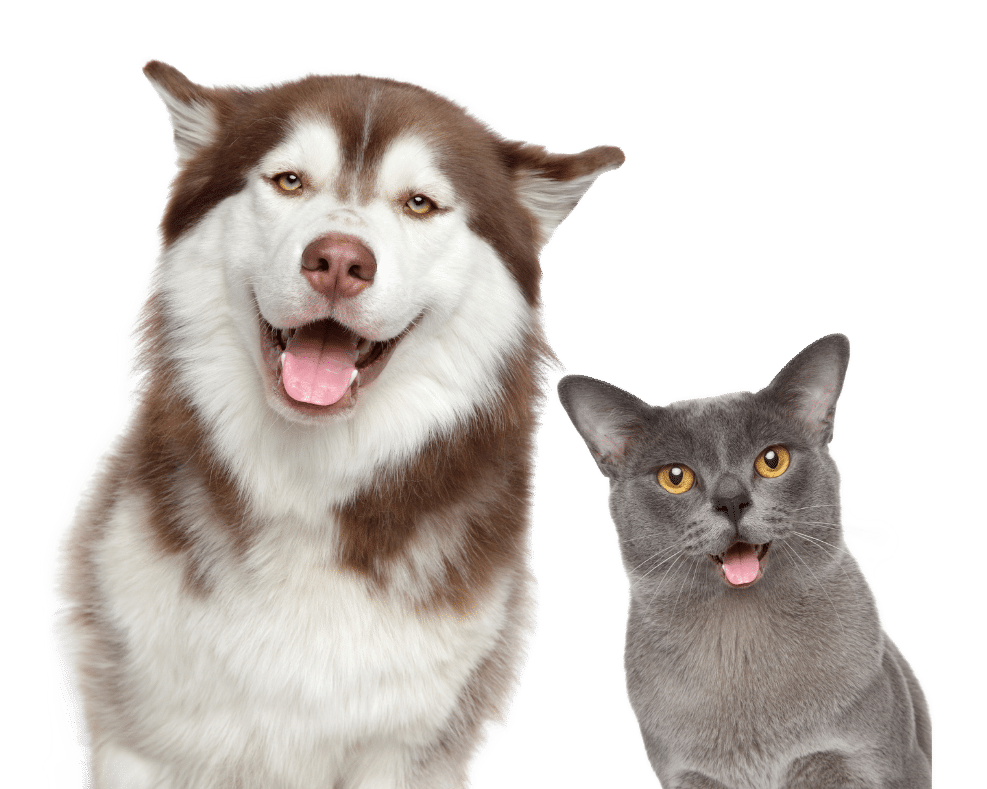 localpetsupply for pet supply