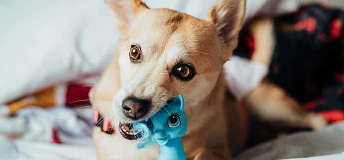 pet supply - toy