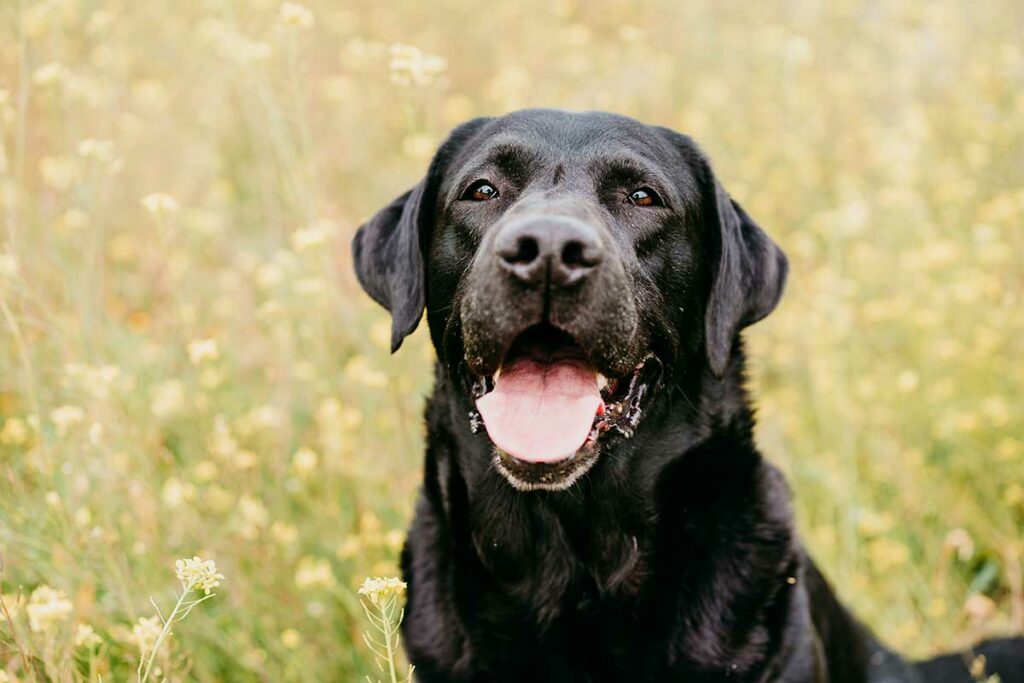 dog breed labrador