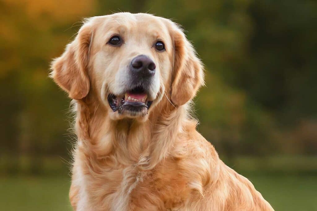singapore dogs breeds